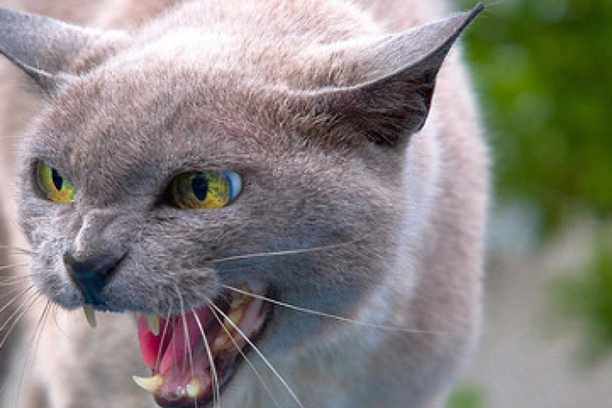 Котка взе за заложници двойка съпрузи