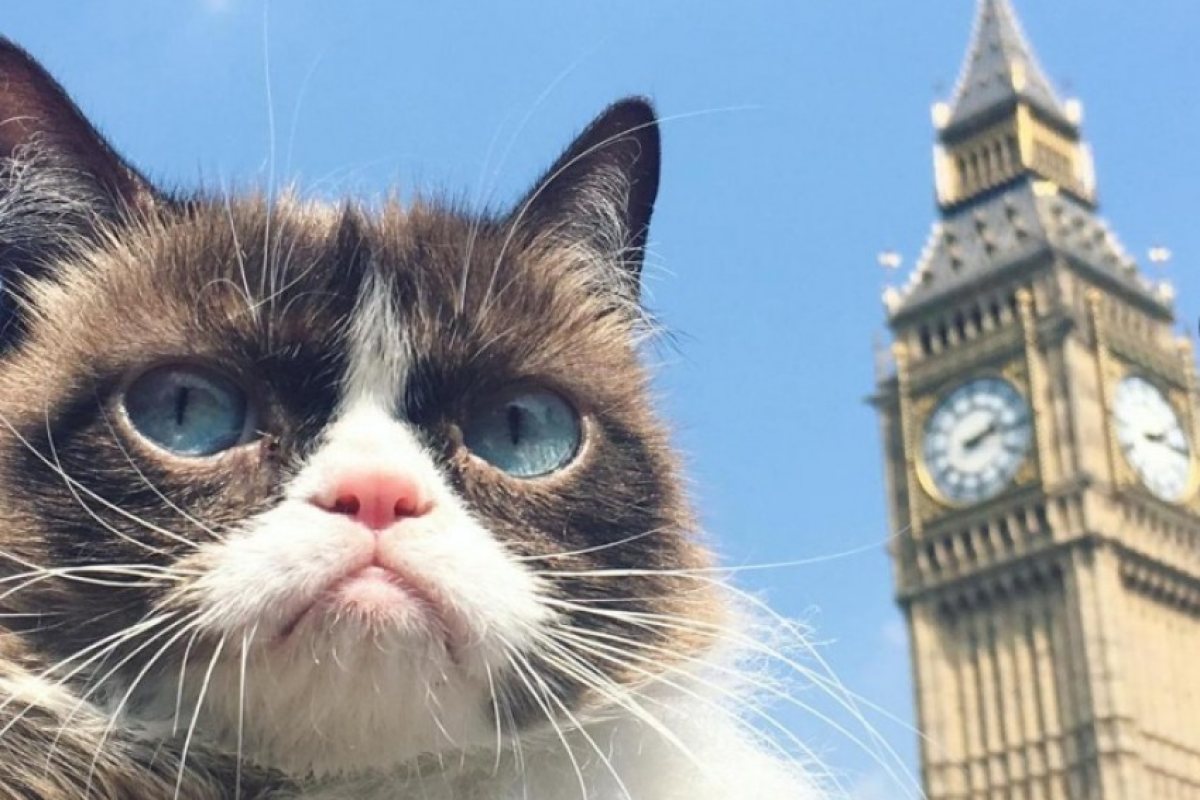 Grumpy cat видя Лондон и не е впечатлена! (СНИМКИ)