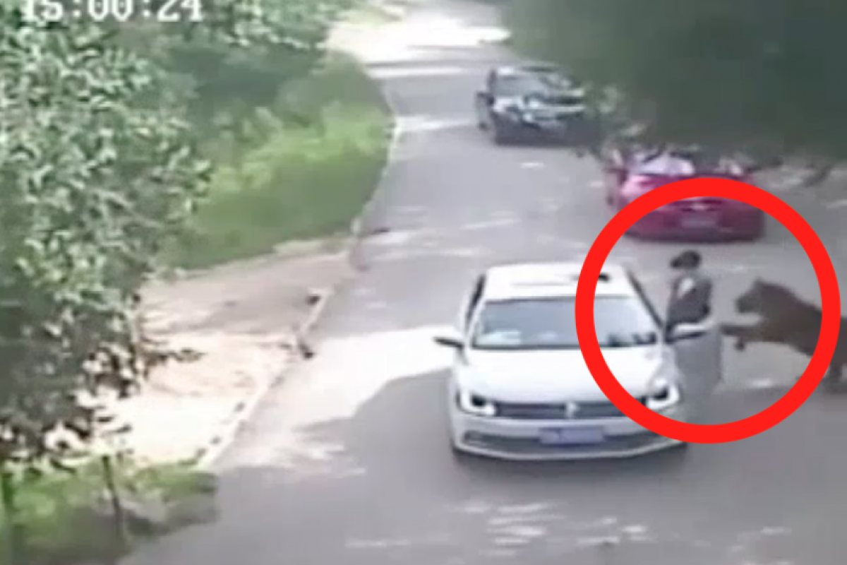 Тигри убиха майка и раниха дъщеря ѝ в резерват в Китай (ВИДЕО)