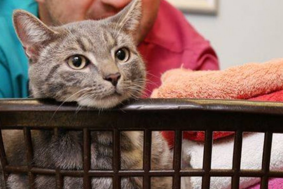 Коте оцеля след 60 градуса в пералнята