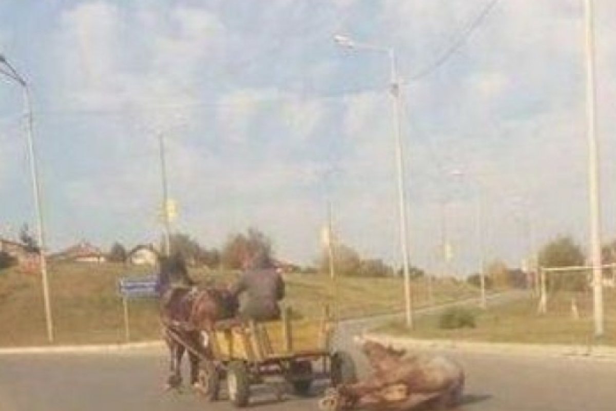 Роми влачат вързан кон в Перник (СНИМКА 18+)