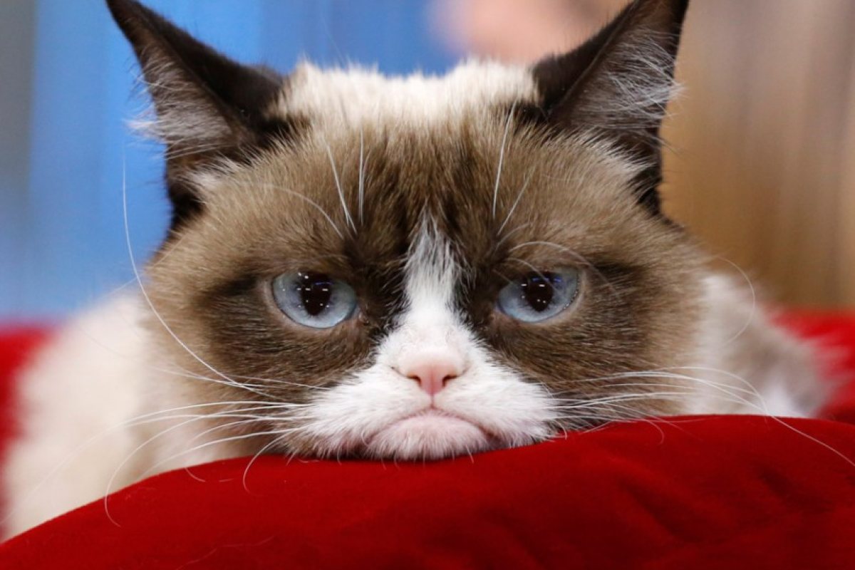 Grumpy cat се качва и на сцена!