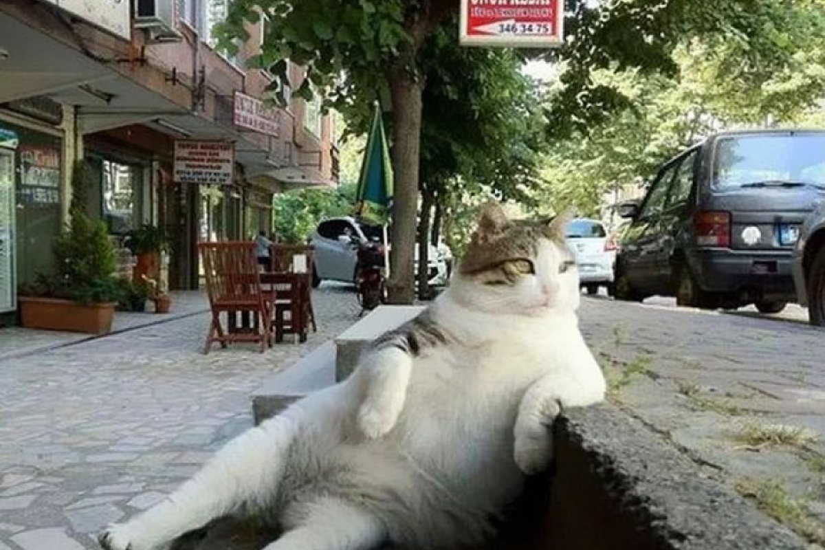 Истанбул издигна паметник на котка