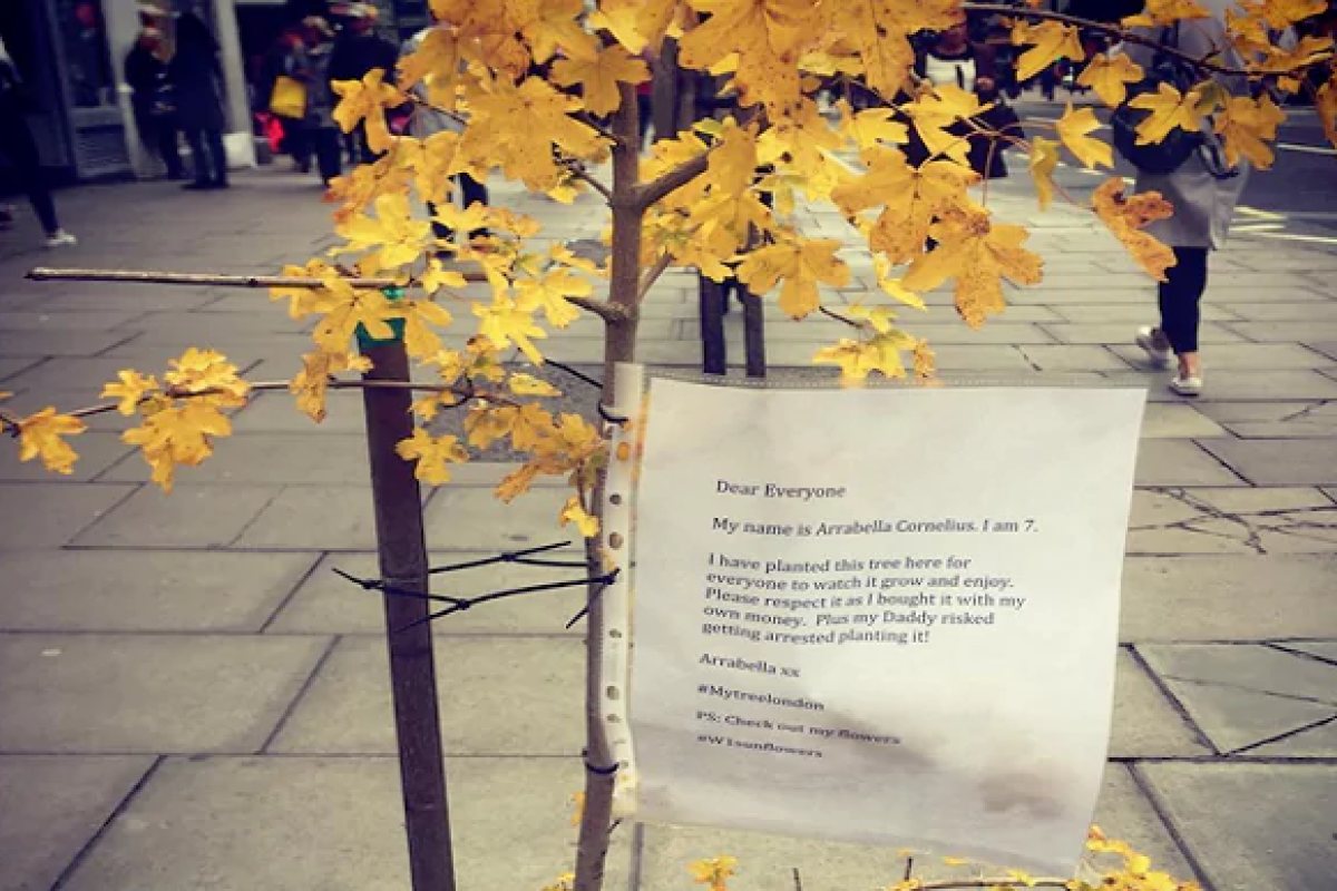Изкорениха дръвчето, посадено от 7-годишно момиченце на Oxford Street