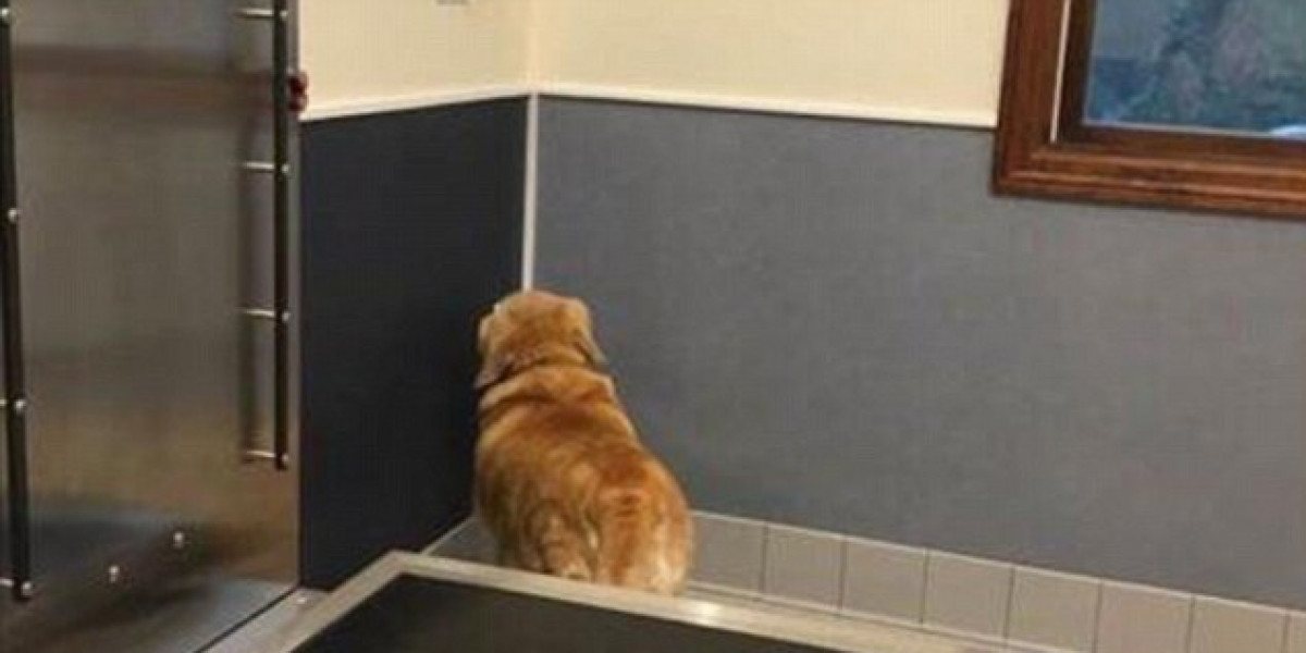 Петък е! Време е за забавни снимки на котки!
