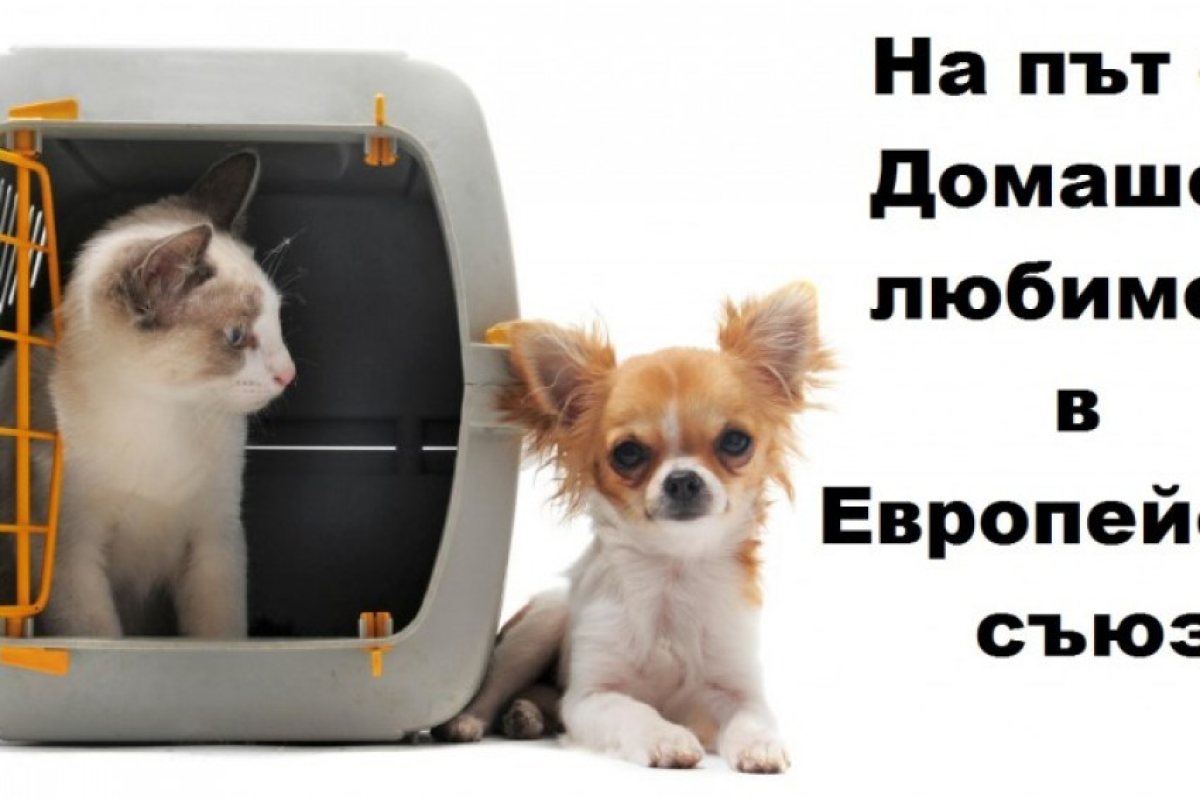 На път с Домашен любимец