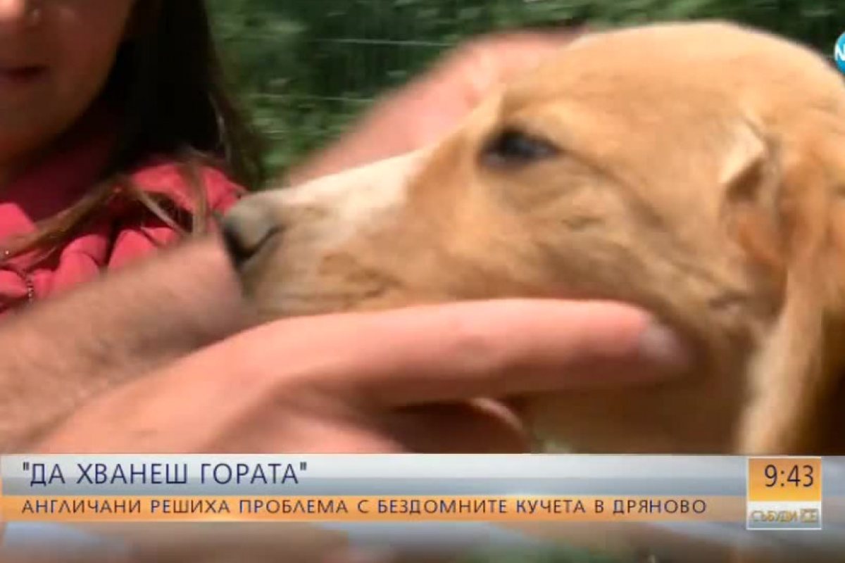 Защо британци избраха да живеят в Дряново?