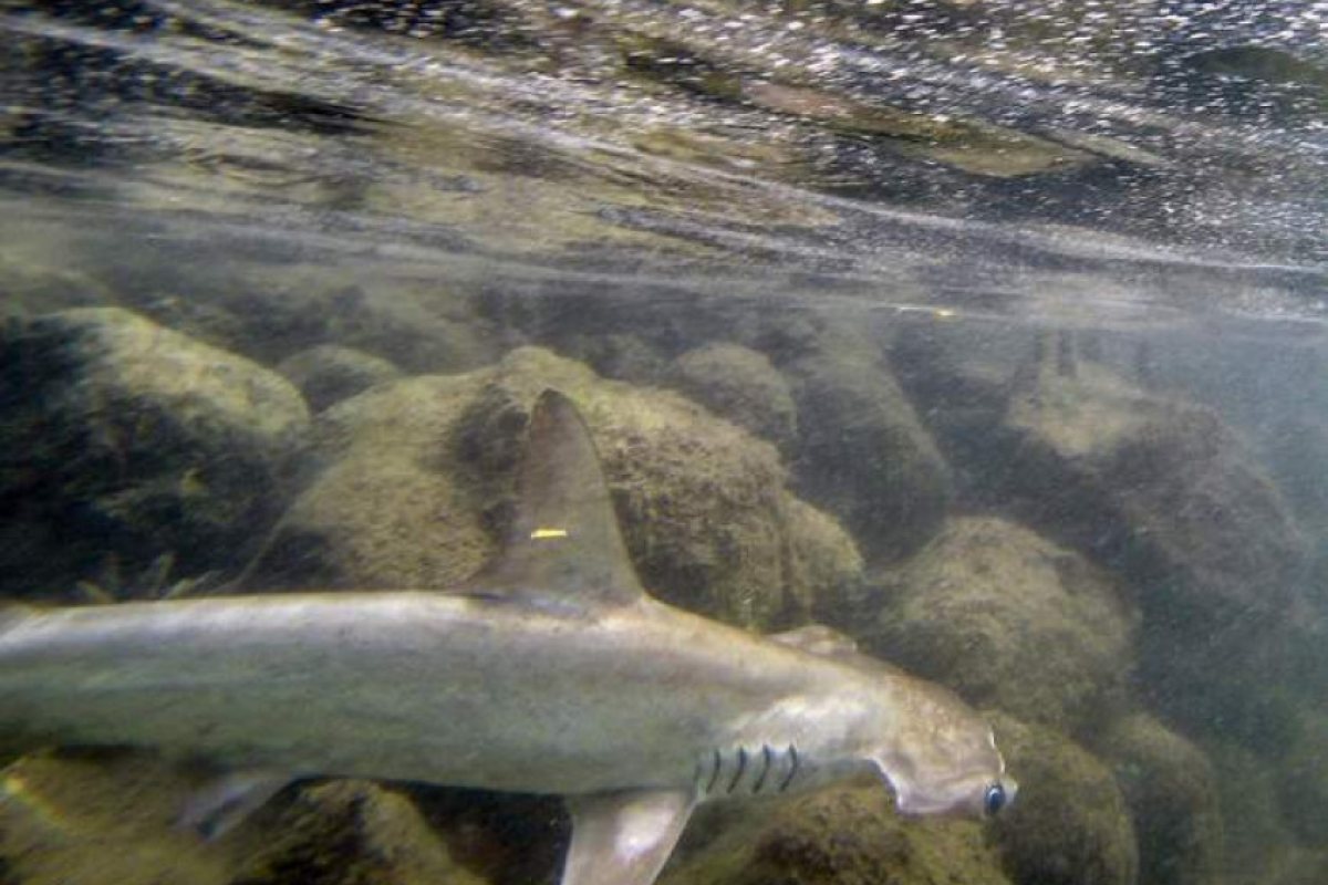 До 30 години ще се появят 10 нови вида акули в британската вода