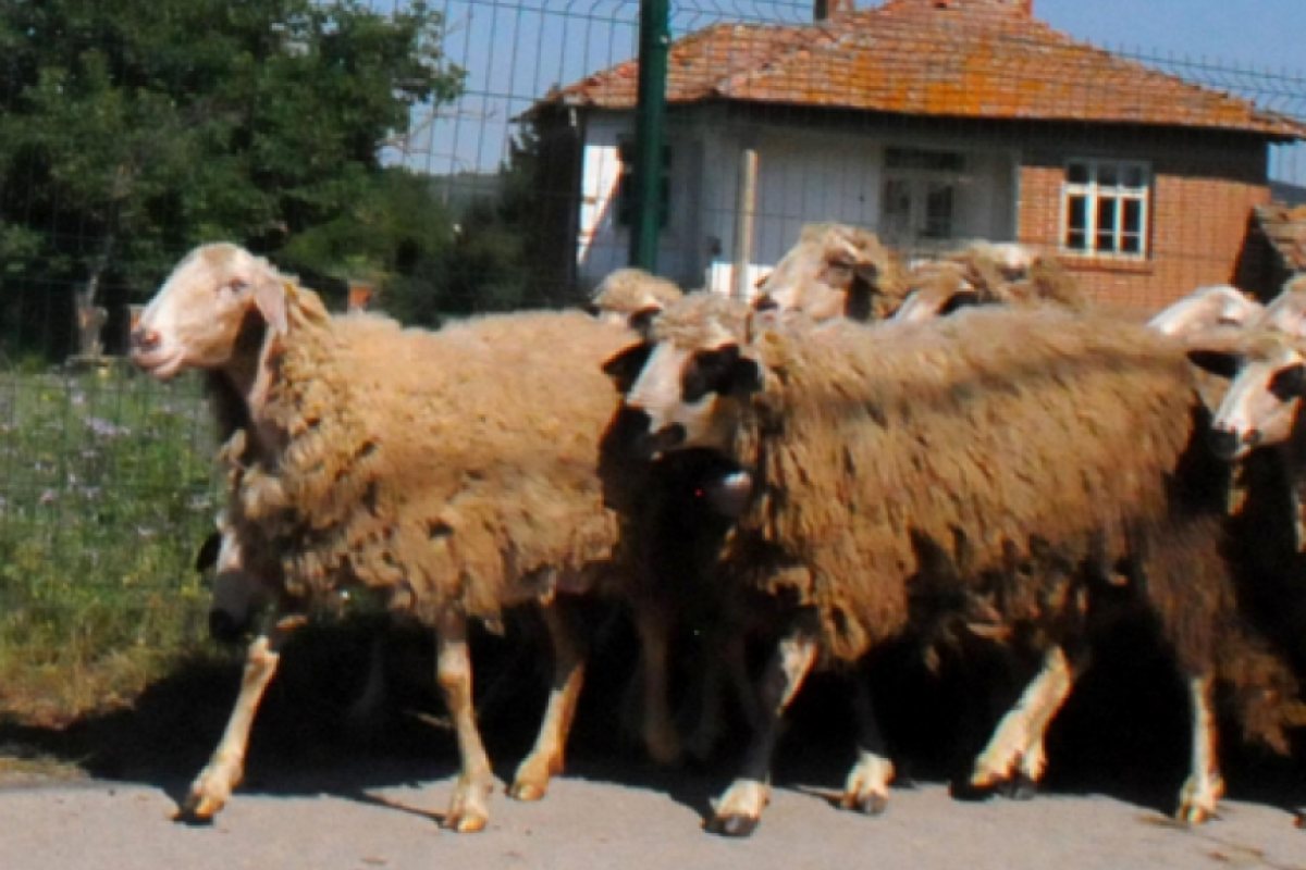 От БАБХ разкриха вероятната причина за чумата по животните