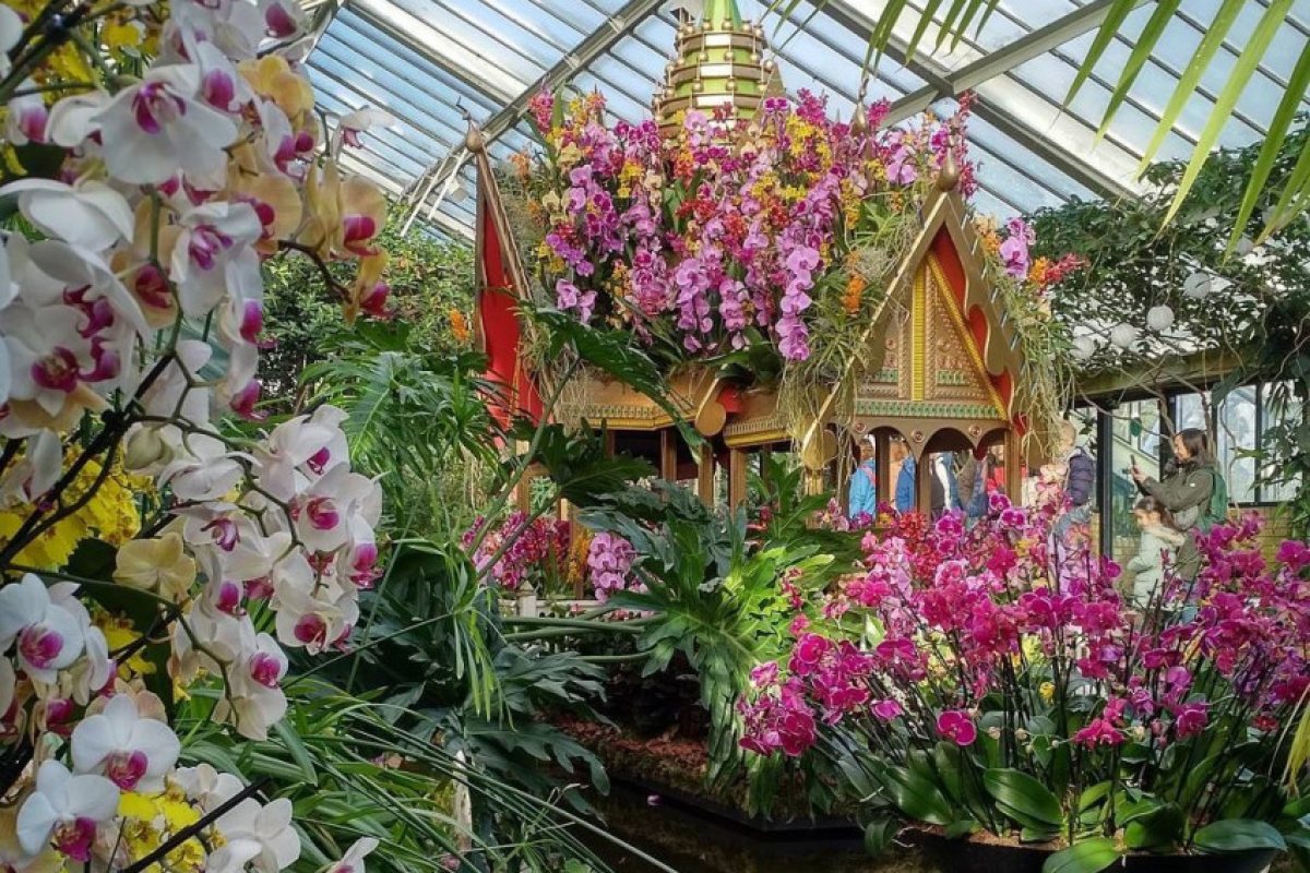 Фестивалът на орхидеите се завръща в "Kew Gardens" (СНИМКИ)