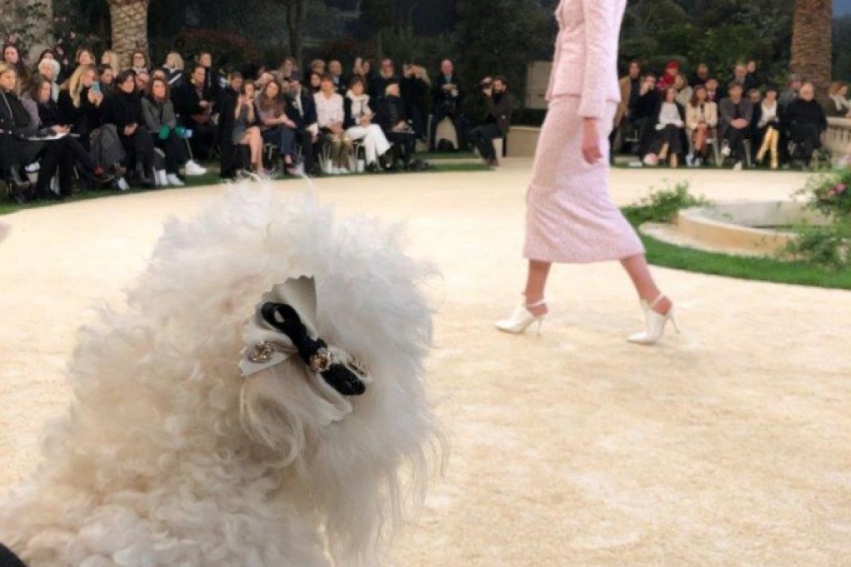 Как един варненски пудел гледа ревю на Chanel от първия ред (СНИМКИ)
