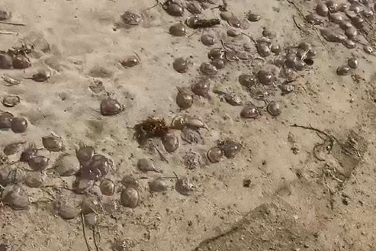 Стотици медузи покриха плаж, забраниха достъпа на туристи (СНИМКИ)