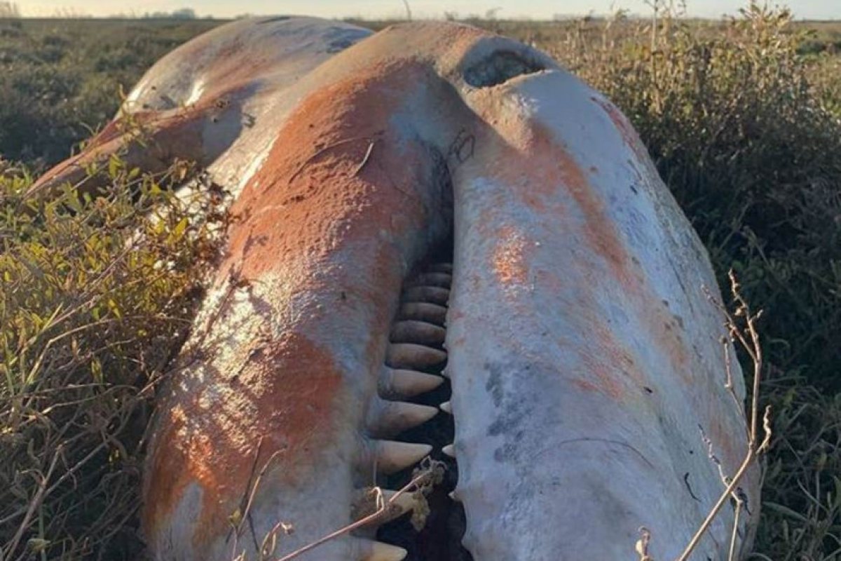 Труп на косатка, пълен с пластмаса изплува на английския бряг