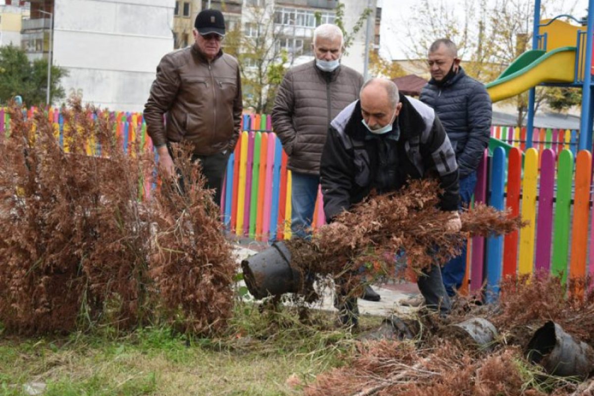 Засаждали дървета със саксиите!