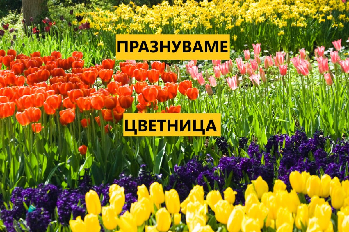 ЦВЕТНИЦА Е...