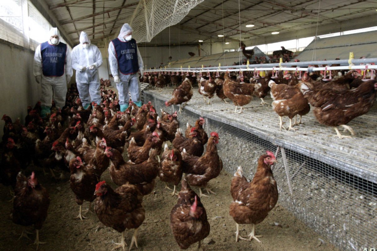 H5N8: Нови огнища на птичи грип са засечени във Франция и Белгия. 