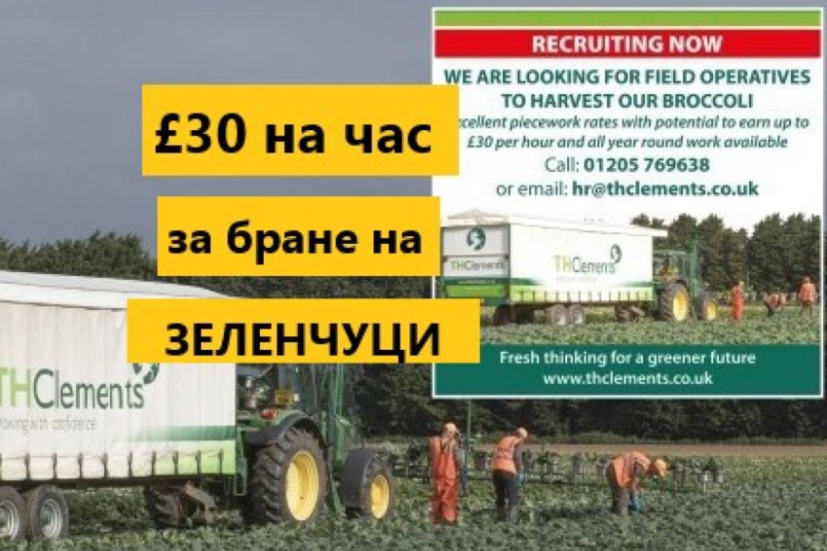 Ферма предлага £30 на час или £1200 седмично за бране на зеленчуци!