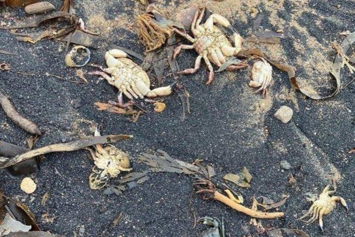 Хиляди мъртви морски раци бяха забелязани по бреговете на Великобритания