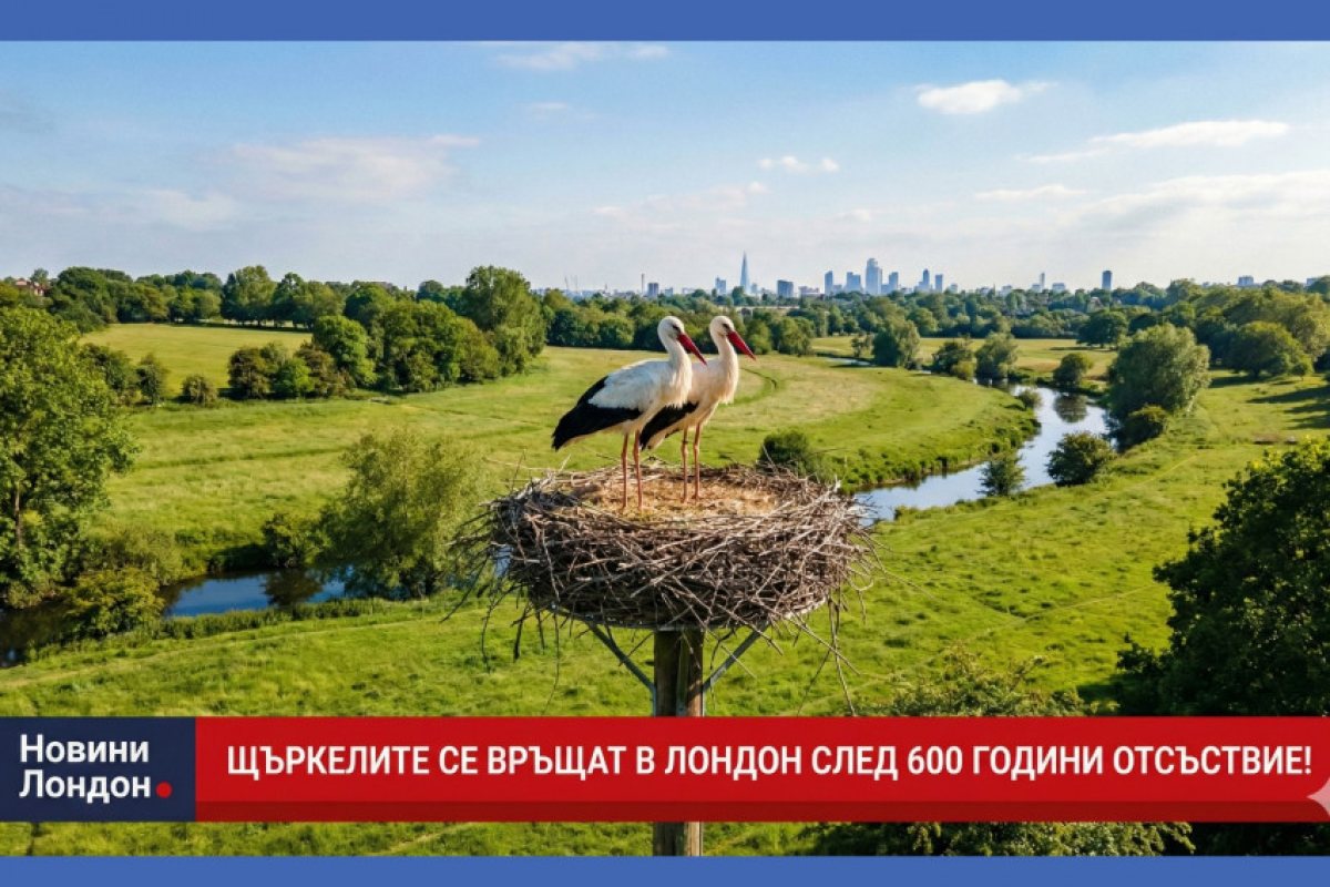Символът на пролетта се завръща: Бели щъркели ще живеят в Лондон за първи път от 600 години!