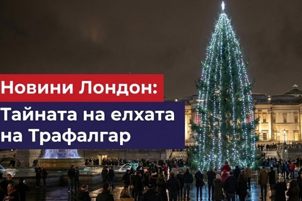 Защо всяка година Осло подарява елха на Лондон? Историята за приятелство, родена по време на война