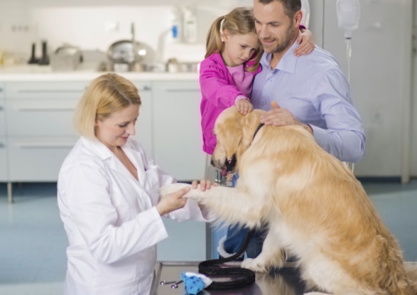 Ветеринарите ще слагат микрочип на всяко куче при регистрация