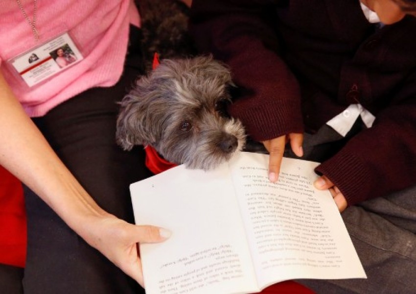 Кучета помагат на деца в САЩ да се научат да четат