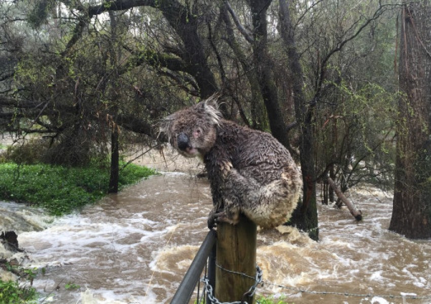 Тази коала трогна света! (СНИМКА)