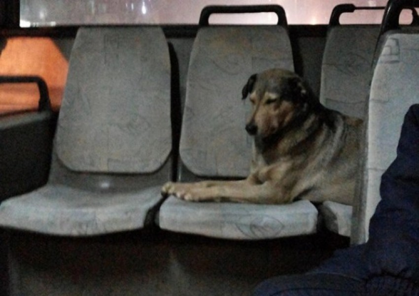 Бездомно куче се вози в градския транспорт в София (СНИМКА)