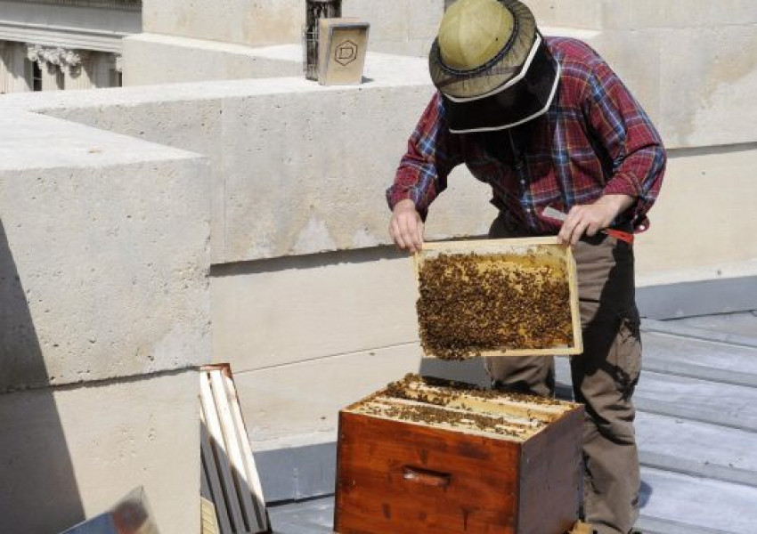 Чудото с пчелите на „Нотр Дам”