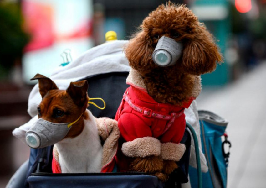 Куче, дало положителна проба за коронавируса, беше поставено под карантина в Хонконг