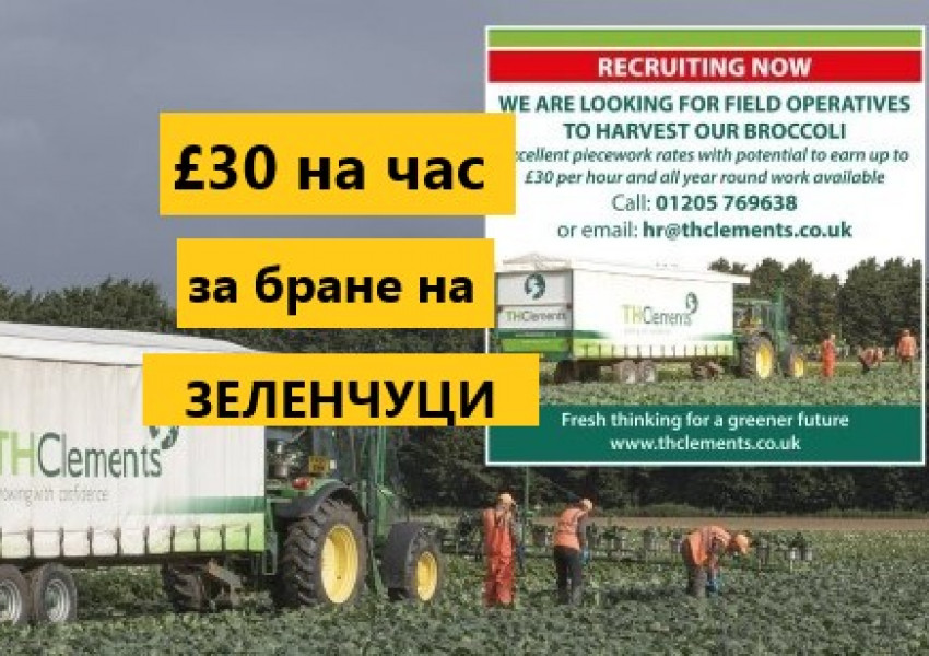 Ферма предлага £30 на час или £1200 седмично за бране на зеленчуци!