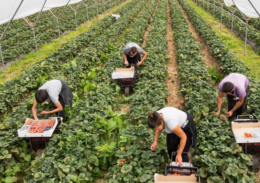БРЕКЗИТ: увеличават три пъти квотите за селскостопански работници! 