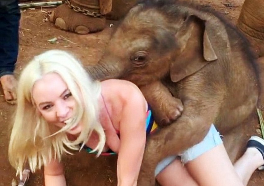 Запознайте се с Нампу - слончето, което обича да се гушка в туристи (СНИМКИ)