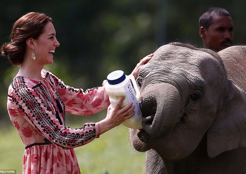  Кейт нахрани бебе носорог и слонче в Индия (СНИМКИ)