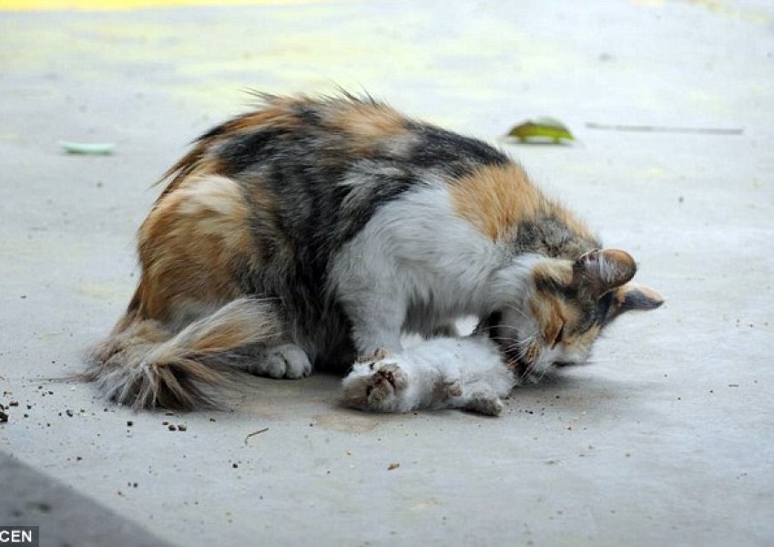 Моментът, когато котка се опита да съживи брутално убитите си котенца (СНИМКИ)