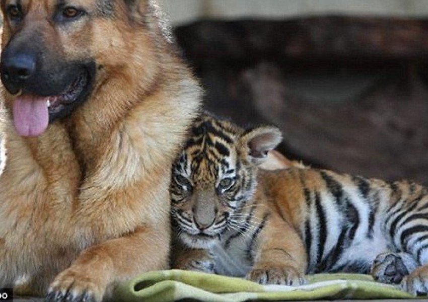 Уникално 7-годишно приятелство между немска овчарка и тигър (СНИМКИ)