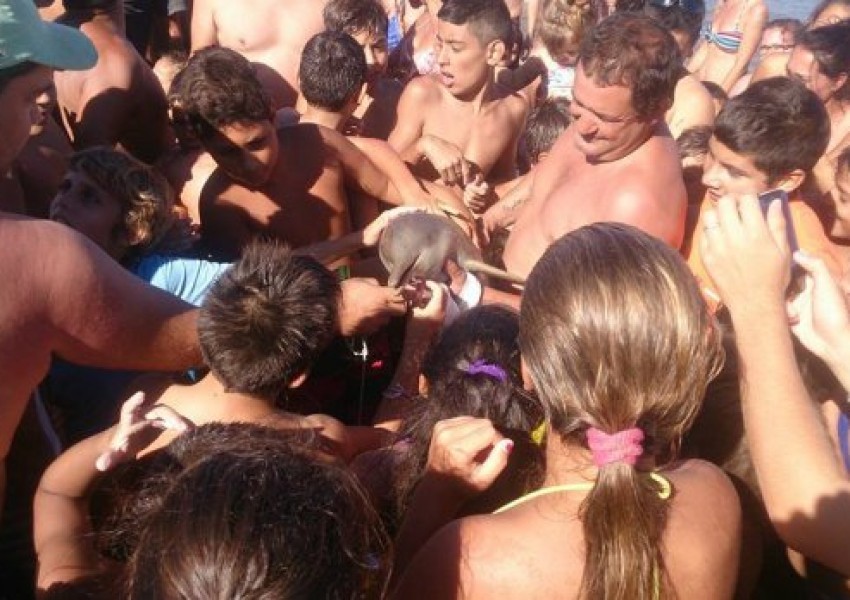 Болестта на модерността: Туристи убиха бебе делфинче заради селфита (СНИМКИ)