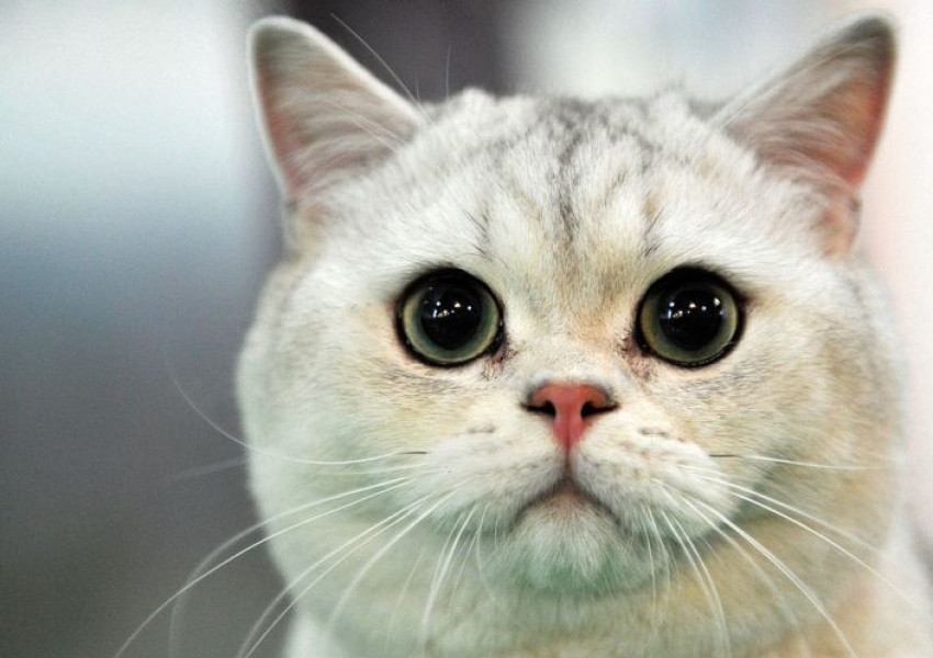 Ветеринарна клиника в Дъблин търси човек, който да гушка котки