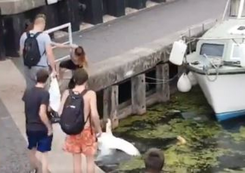 Момиче изрита лебеди в канал в източен Лондон