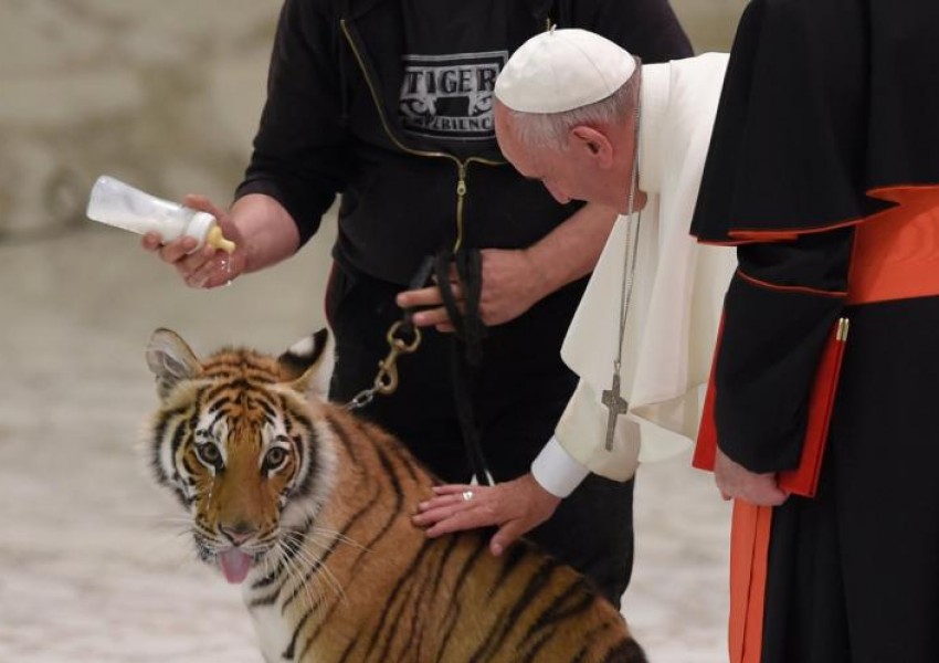 Папа Франциск очарован от бебе тигър (ВИДЕО)