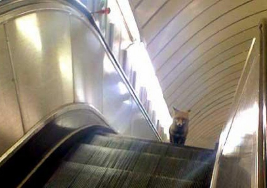 Най-чудноватите животни, които можете да видите в метрото (СНИМКИ)