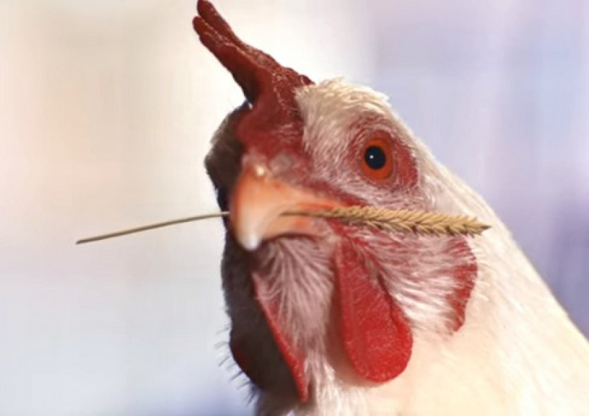 Новата реклама на KFC вбеси вегани и природозащитници (ВИДЕО)