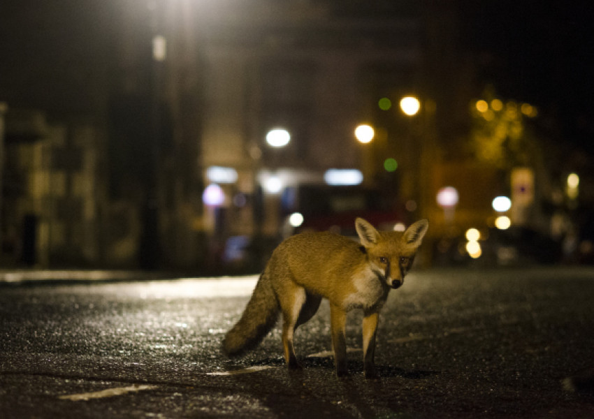 Какво не знаем за лондонските лисици