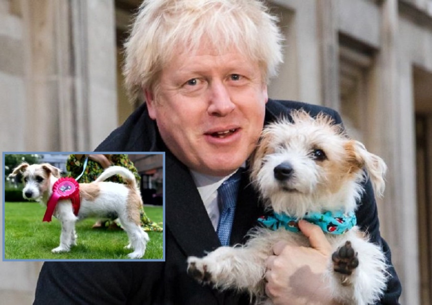 Борис се оплаква от „романтичните пориви върху краката на хората“ на кучето си