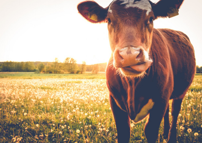 Четат Корана на кравите в Малайзия