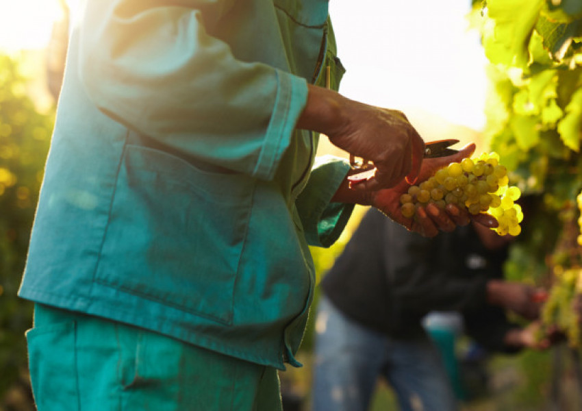 Британците не искат имигранти, но икономиката им се нуждае отчаяно от тях