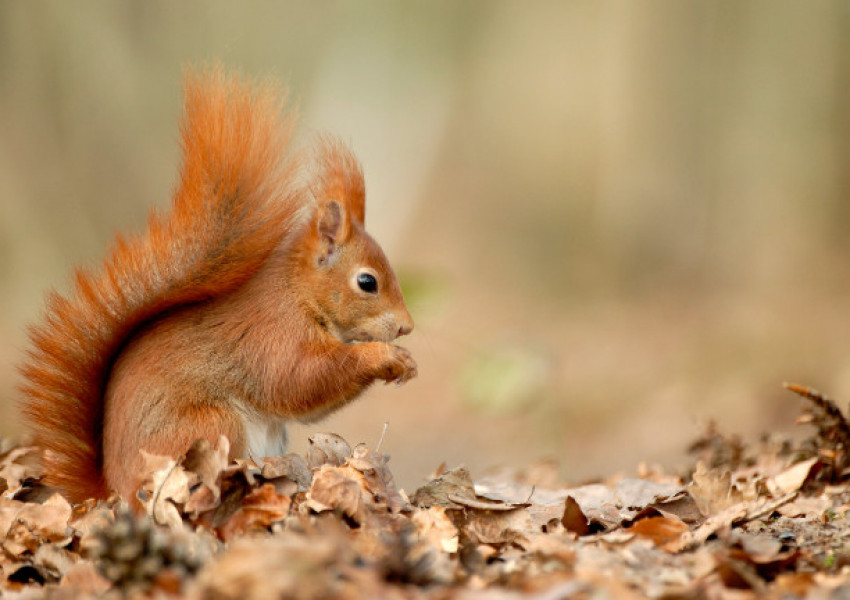 Един на всеки пет бозайници във Великобритания застрашен от изчезване