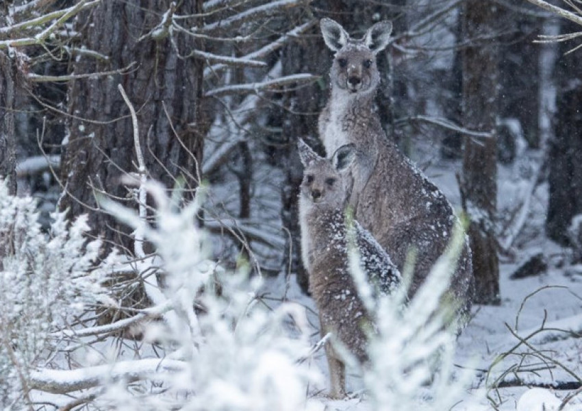 Сняг зарадва кенгура в Австралия