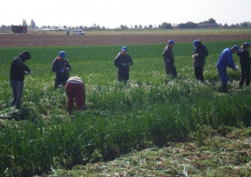 Българин починал след трудова експлоатация в Гърция