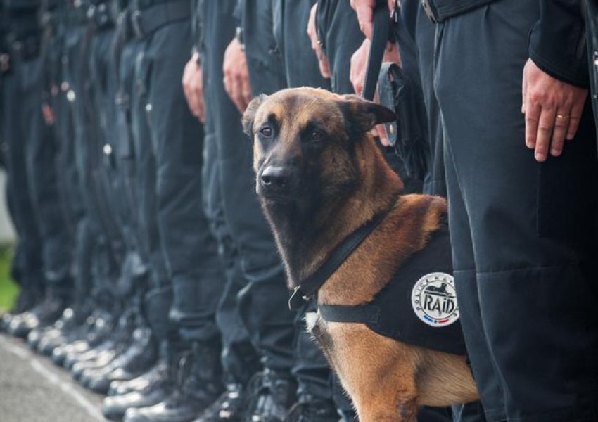 Ето го полицейското куче Дизел, което загина при престрелките в Париж днес (СНИМКИ)